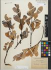 Foto von Salix glabra Scop.